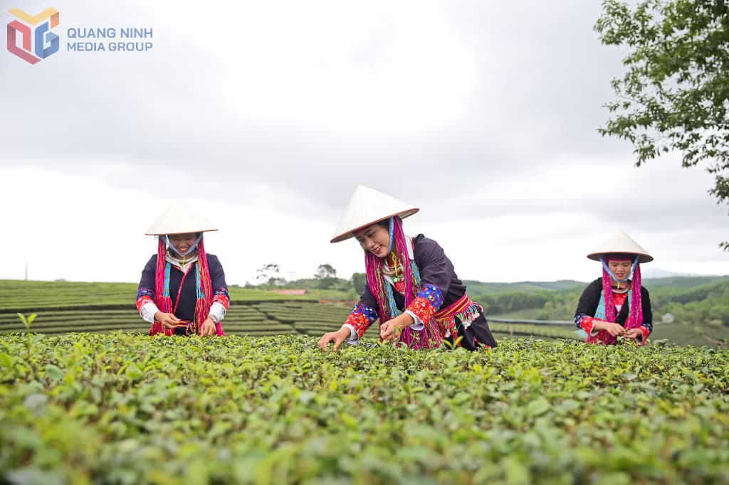 Người dân thu hái chè trên nương chè xã Đường Hoa
